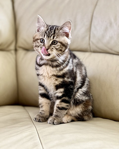 Kurili bobtail KBS (3 foto / 9)