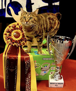 Kurili bobtail KBS (9 foto / 9)