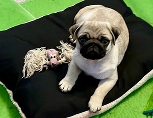 Mops. Mopsi kutsikas. (1 foto / 3)