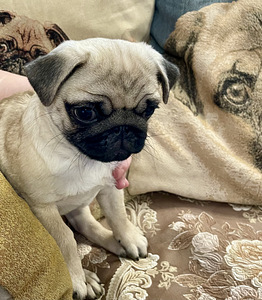 Mops. Mopsi kutsikas. (3 foto / 3)