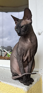Doni Sphynx (2 foto / 7)