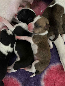 Basendži kucēni (3 foto no 8)