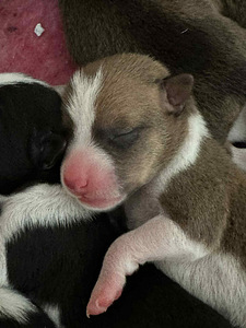 Basendži kucēni (6 foto no 8)