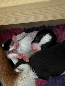 Basendži kucēni (7 foto no 8)