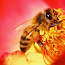 Пчелосемьи, пчелопакеты, продукты пчеловодства (фото #1)