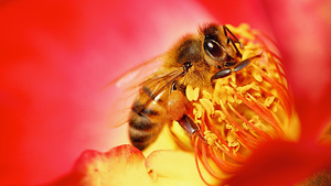 Бджолосім’ї, бджолопакети, продукти бджільництва