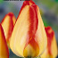 Голландские тюльпаны оптом (фото #3)