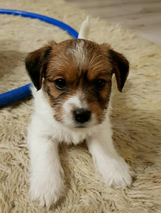 Jack russelli terjeri kutsikad Jacks Fullofjoy (2 foto / 7)