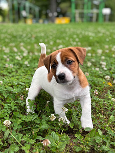 Jack russelli terjeri kutsikad Jacks Fullofjoy (3 foto / 8)