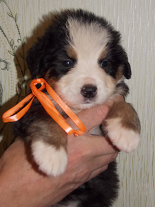 Bernes zennenhund (2 foto no 7)