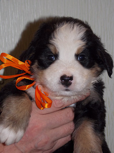 Bernes zennenhund (4 foto no 7)