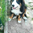 Bernes zennenhund (foto #4)