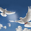 Белые голуби на свабьбу 20 евро 2 голубя (фото #1)