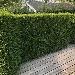 Thuja Occidentalis 'Brabant' 60-80 cm [4kg/pott] (4 foto / 4)