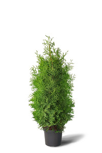 Thuja Occidentalis 'Brabant' 80-100 cm [5,5kg/pott] (1 foto / 4)