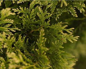 Thuja Occidentalis 'Brabant' 160-180 cm [17kg/ pott] (2 foto / 4)