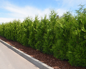 Thuja Occidentalis 'Brabant' 160-180 cm [17kg/ pott] (3 foto / 4)