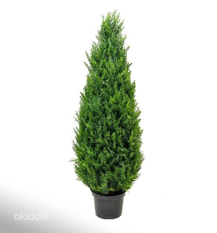 Thuja Occidentalis 'Smaragd' 60-80 cm [4kg/ pott] (foto #1)