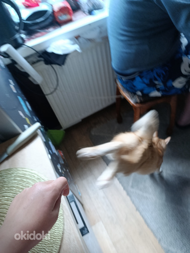 Otsin tööd. Mul on B-kategooria juhiload.