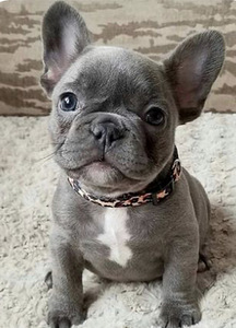 Prantsuse Buldog Blue Tan kutsikad (1 foto / 5)