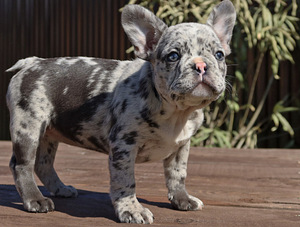 Prantsuse Buldogi kutsikad Blue Merle (5 foto / 5)