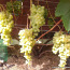 Саженцы винограда (фото #2)