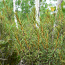 Багульник болотный (трава) 50 грамм (фото #1)
