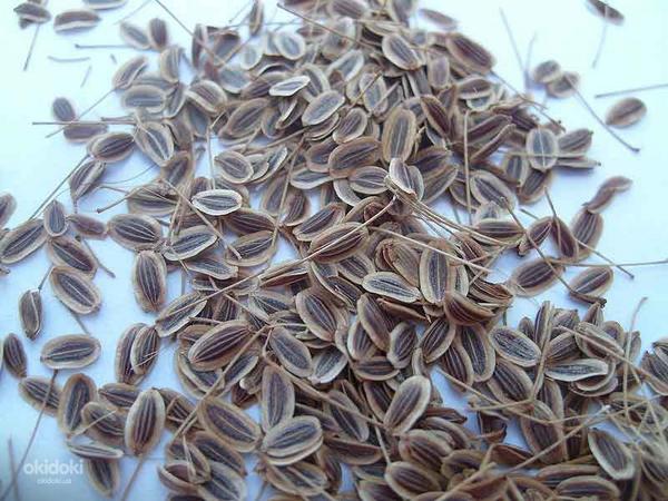 Семена укропа 50 грамм (фото #1)