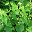 Кирказон трава (кирказон ломоносовидный) 50 грамм (фото #1)