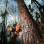 Обрезка удаление аварийых опасных деревьев, спилить дерево (фото #1)