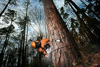 Обрізка аварійних і небезпечних дерев