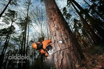 Обрезка удаление аварийых опасных деревьев, спилить дерево (фото #1)