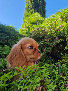 Cavalier King Charles Spanieli kutsikad (2 foto / 3)
