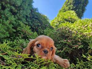 Cavalier King Charles Spanieli kutsikad (3 foto / 3)