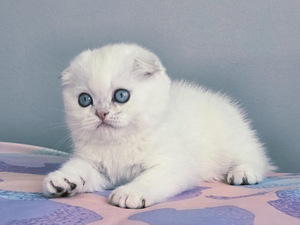 Scottish Fold kassipojad (4 foto / 6)