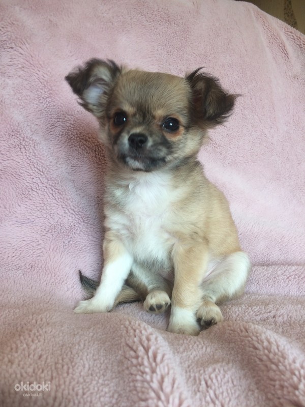 Chihuahua (nuotrauka #3)
