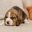 Beagle (foto #3)