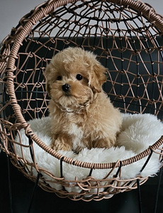 Maltipoo