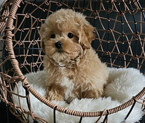 Maltipoo