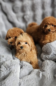 Maltipoo (2 valokuva sivusta 3)