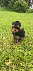 Yorkshirenterrier