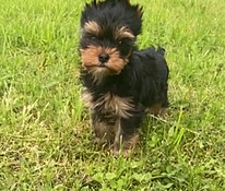 Yorkshirenterrier