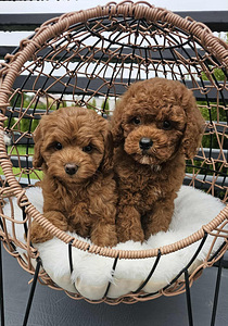 Maltipoo (1 valokuva sivusta 2)