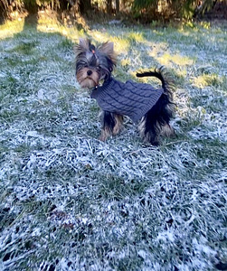 Yorkshirenterrier (2 valokuva sivusta 3)