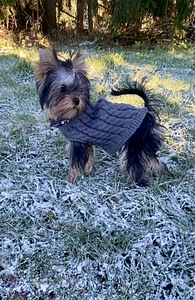 Yorkshirenterrier (3 valokuva sivusta 3)