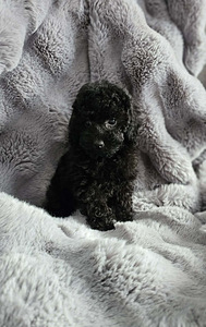 Kääpiövillakoira (1 valokuva sivusta 3)