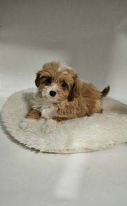 Maltipoo (2 valokuva sivusta 2)