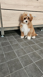 Maltipoo (2 valokuva sivusta 2)