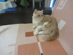 Кремовый котик