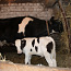 Корова с телёнком (фото #2)
